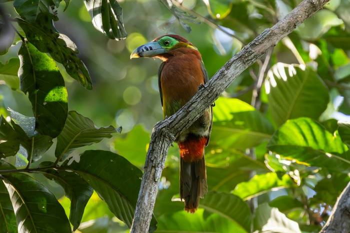 Spot-billed Toucanet female © James Warren, May 2026 (2).jpg