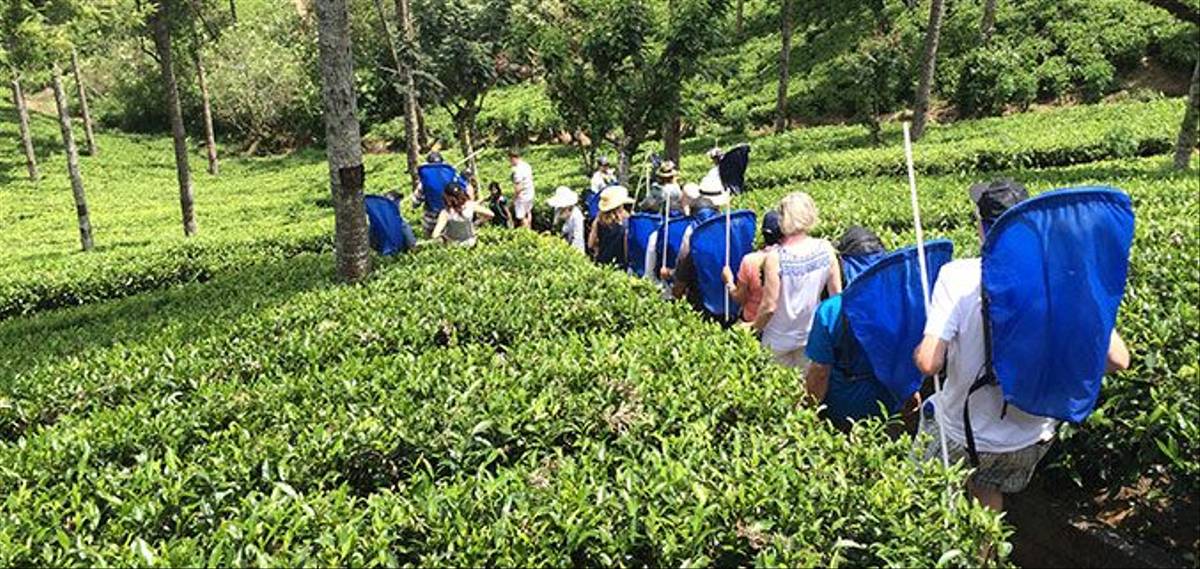 nuwan-mahawattage (guide)-sri-lanka-hands-on-tea-plucking-experience.jpg