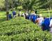 nuwan-mahawattage (guide)-sri-lanka-hands-on-tea-plucking-experience.jpg