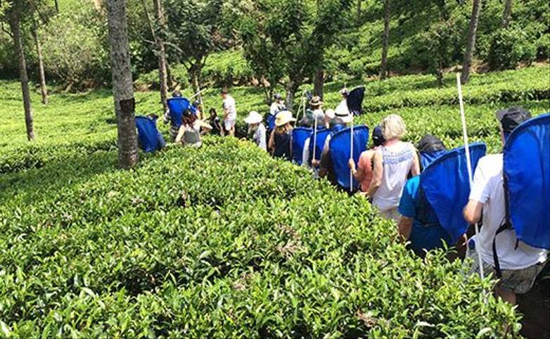 nuwan-mahawattage (guide)-sri-lanka-hands-on-tea-plucking-experience.jpg