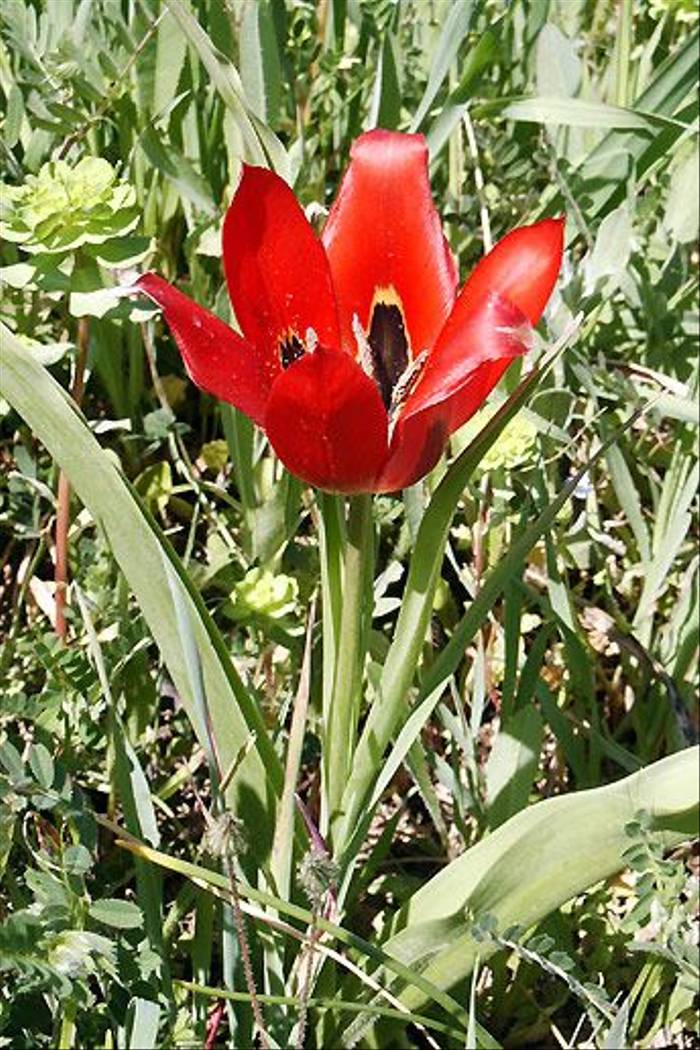 Tulipa praecox (Mark Galliott)