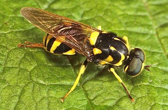 Oxycera meigenii - a soldier fly species (Alan Outen)