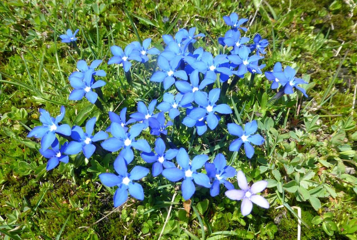 Gentiana brachyphylla (Kerrie Porteous)