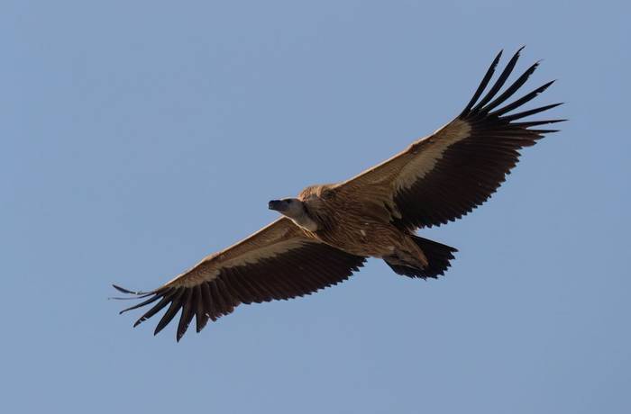 Eurasian Griffon Vulture © Chris Griffin, April 2025