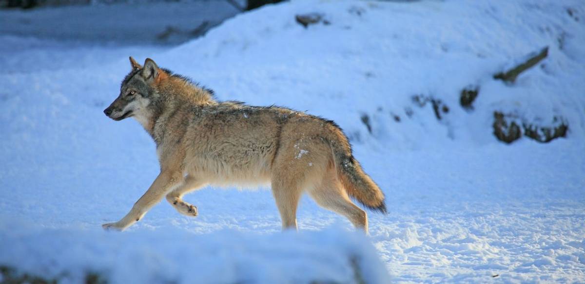 Wolf, Sweden Shutterstock 43919254