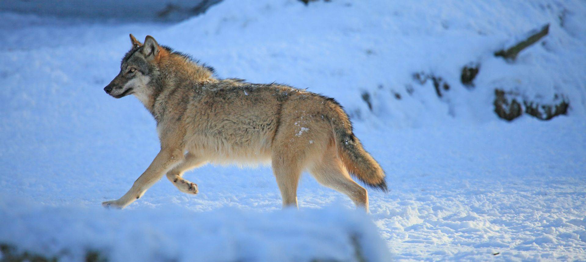 Wolf, Sweden Shutterstock 43919254