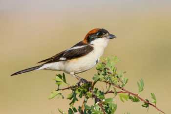 Woodchat Shrike