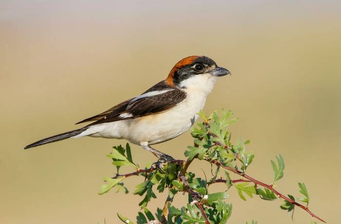 Woodchat Shrike