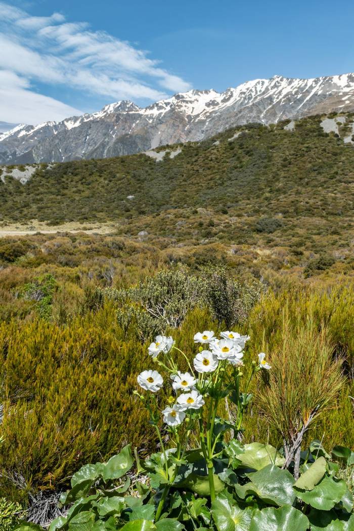 Mount Cook Buttercup, Ranunculus lyallii, Hooker Valley New Zealand