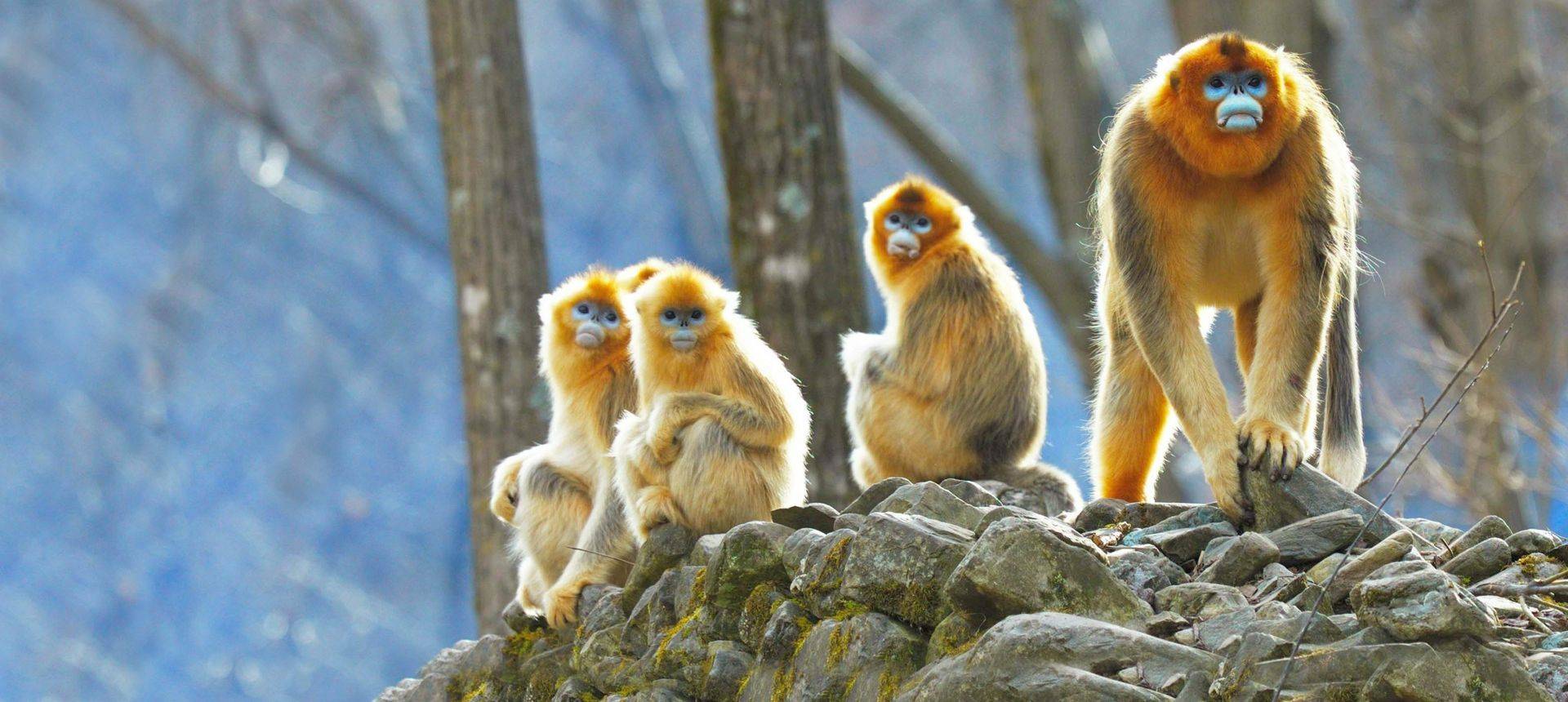 Golden Snub Nosed Monkeys Shutterstock 607543739 (1)