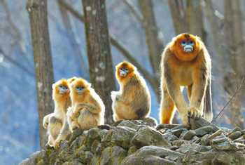 Golden Snub Nosed Monkeys Shutterstock 607543739 (1)