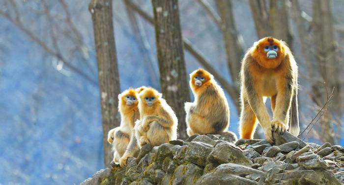 Golden Snub Nosed Monkeys Shutterstock 607543739 (1)