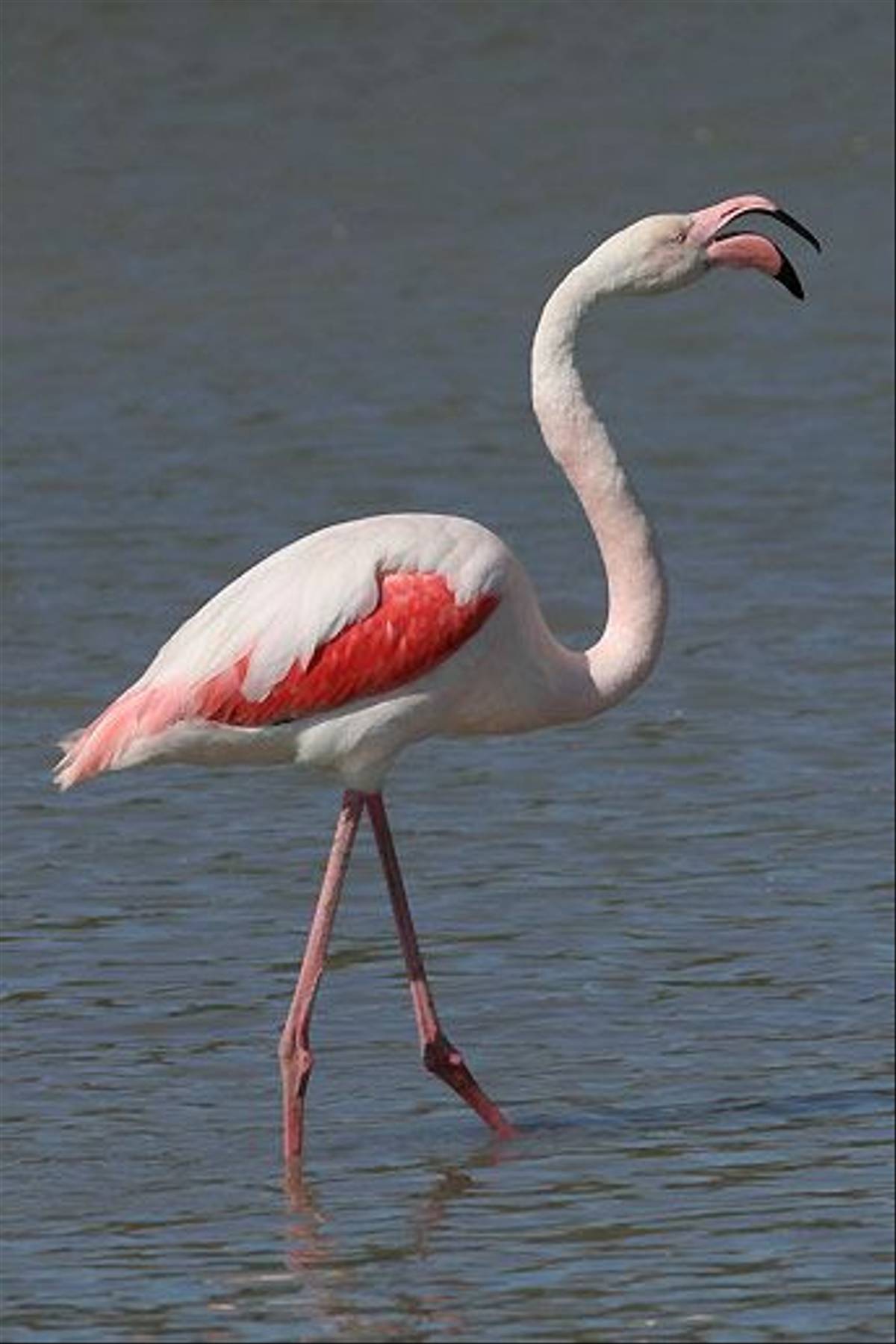 Greater Flamingo (Peter Dunn)