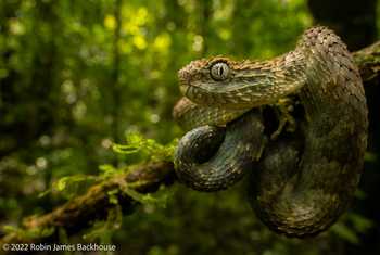 Hairy Bush Viper (Atheris hispida), Uganda 2023. This was the second Hairy  Bush Viper we found, in a second location, on a very…