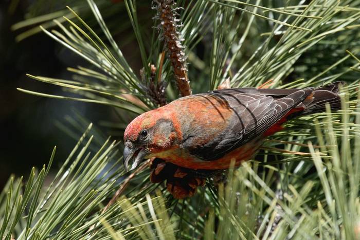 Common Crossbill shutterstock_65227081.jpg