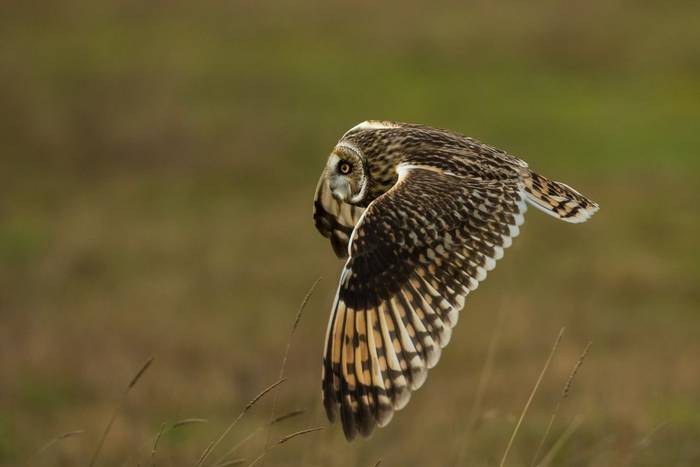 Short-eared Owl shutterstock_615592505.jpg