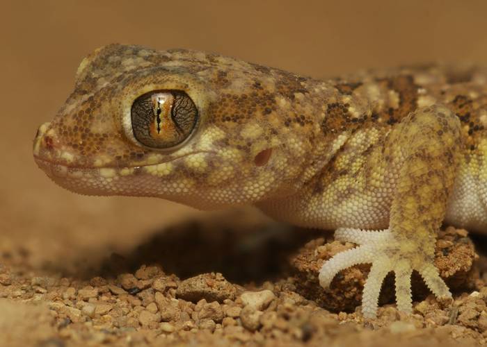 Northern Elegant Gecko (Stenodactylus mauritanicus) © Josh Phangurha, September 2023