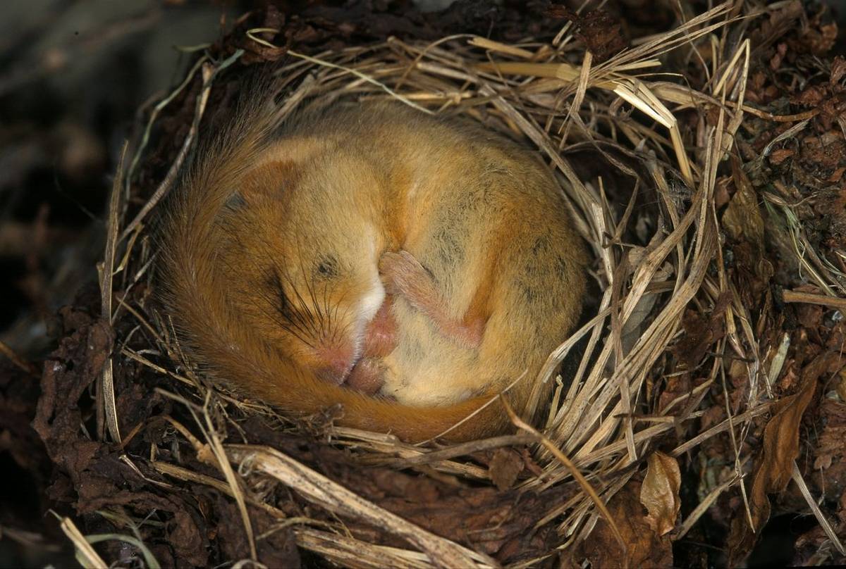 Hazel Dormouse