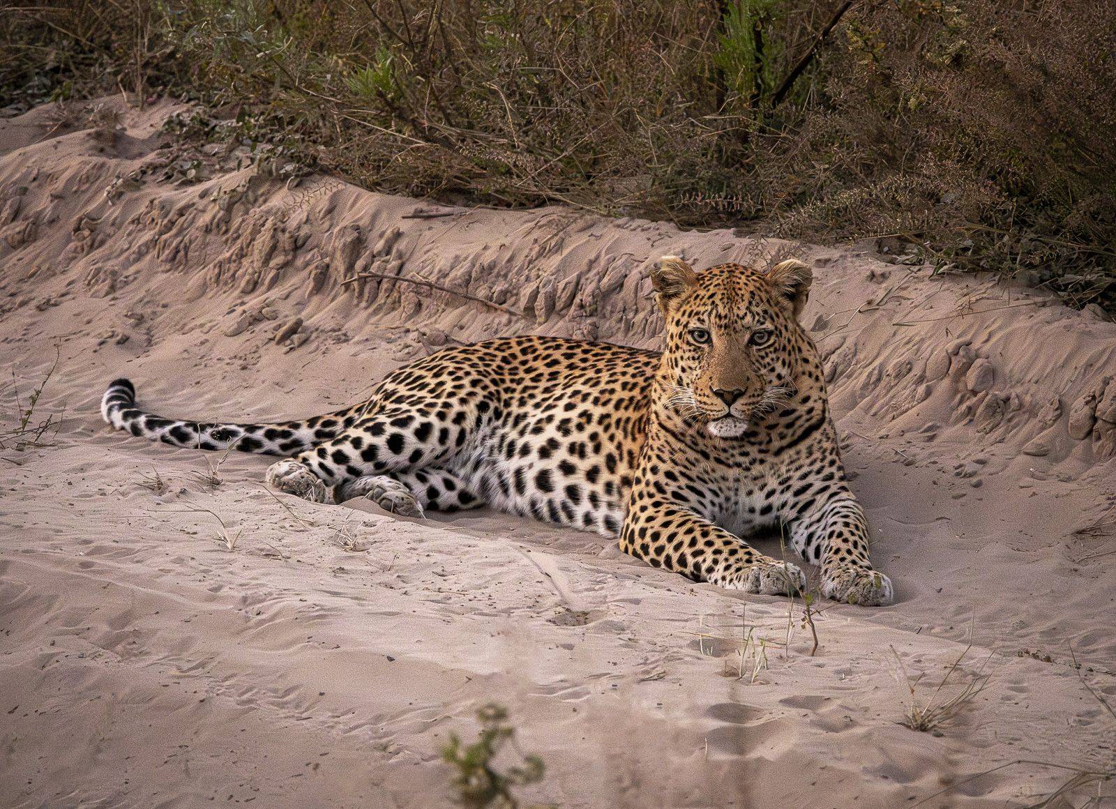 Botswana Desert & Delta – A Wildlife Gallery