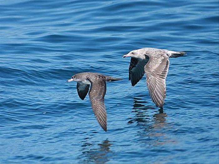 Pink-footed Shearwater and Western Gull (Peter Dunn)