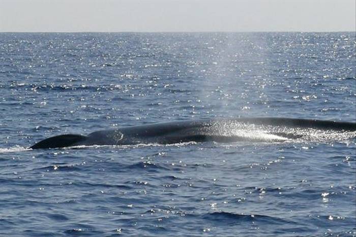 Blue Whale off Mirissa