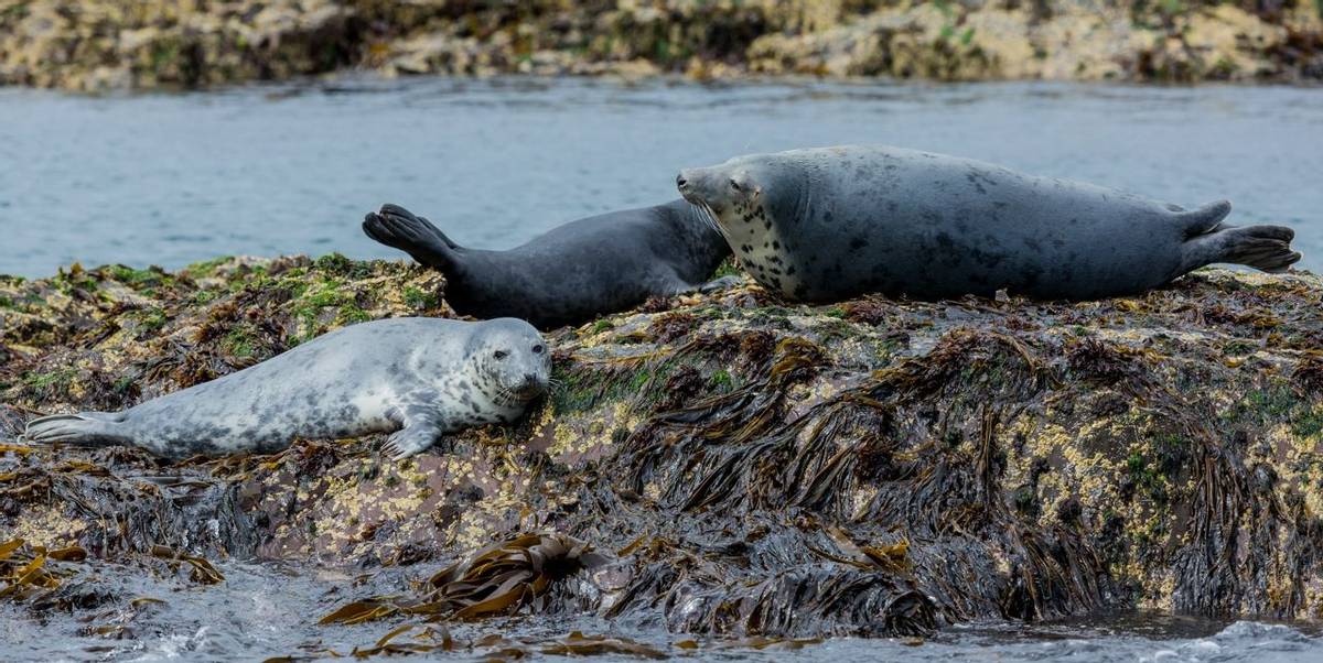 Alnmouth - Wildlife - Grey Seals - AdobeStock_213353117.jpeg