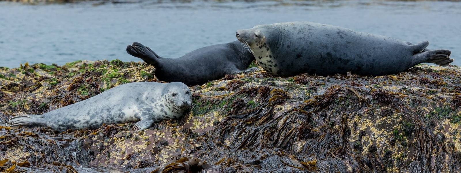 Alnmouth - Wildlife - Grey Seals - AdobeStock_213353117.jpeg