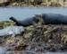Alnmouth - Wildlife - Grey Seals - AdobeStock_213353117.jpeg