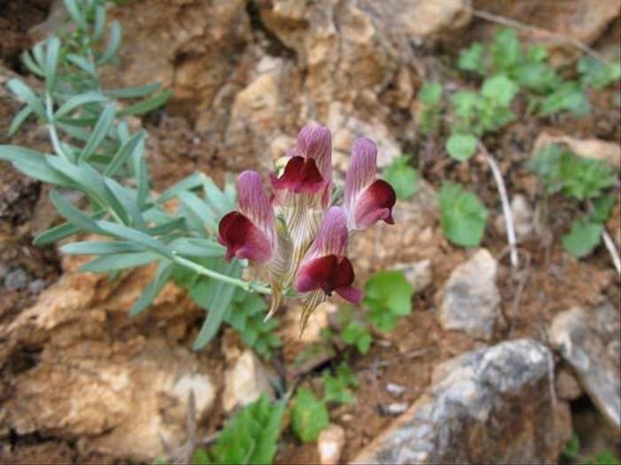 Linaria tristis (Paul Harmes)