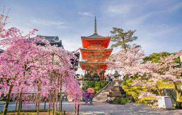 Kiyomizu-dera Temple and cherry blossom season (Sakura) spring time in Kyoto, Japan