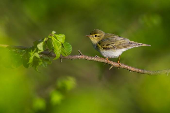 Wood Warbler, Sicily shutterstock_1716440380.jpg