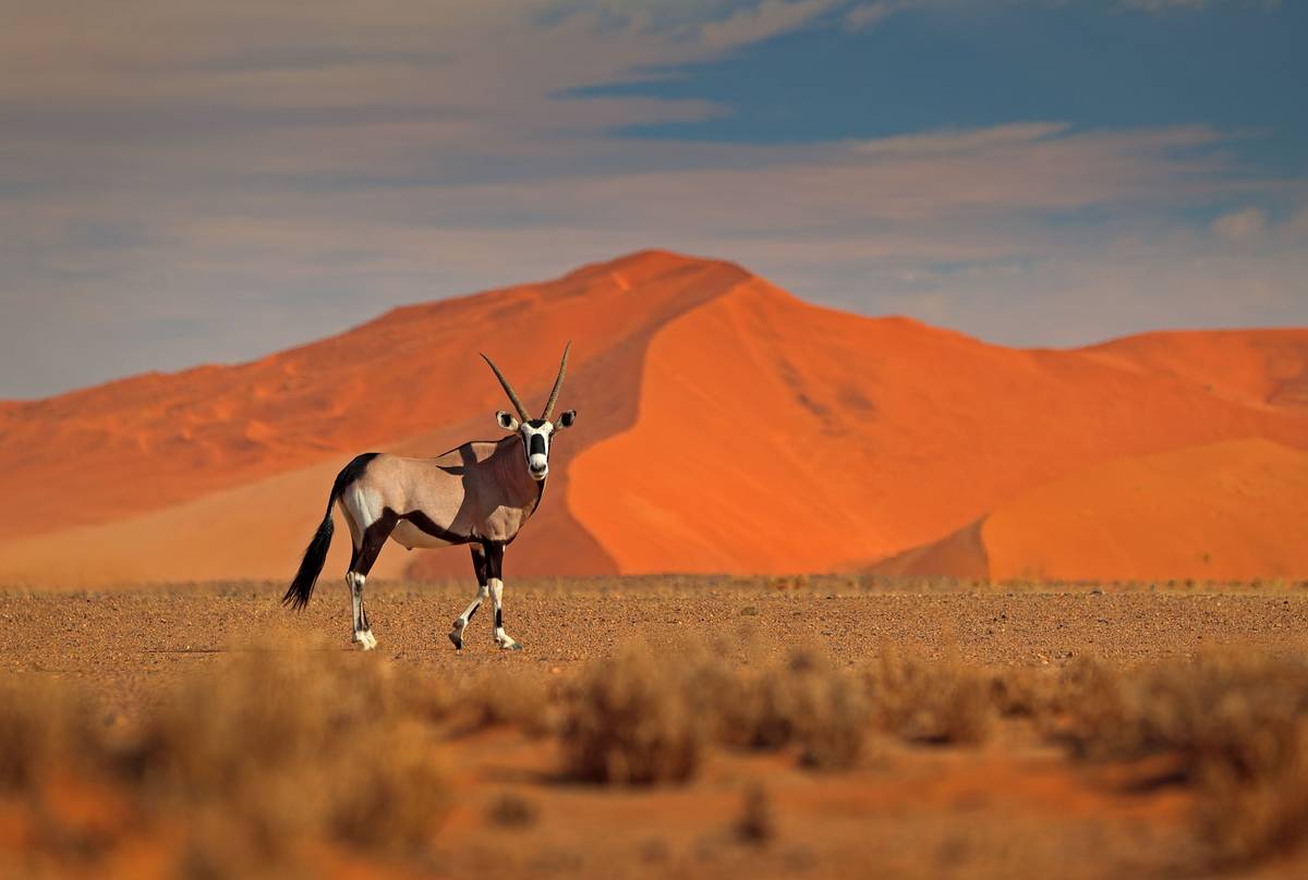 Gemsbok, Namibia shutterstock_1284569848.jpg