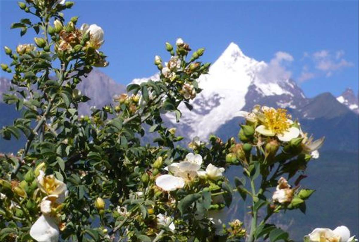 Rosa sp., Dequin to Cizhong (Phillipe de Spoelberch)
