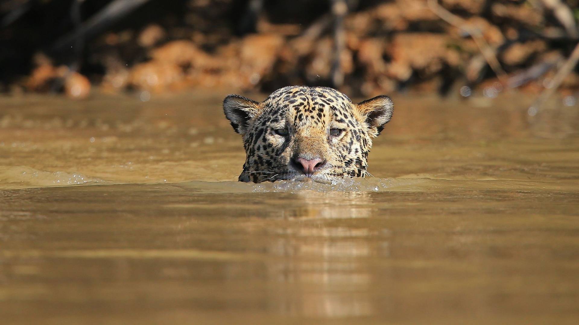 Wildlife Holidays in Brazil - Naturetrek