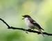 Wildlife-Birdsong-Pied_Flycatcher_AdobeStock_255210832.jpeg