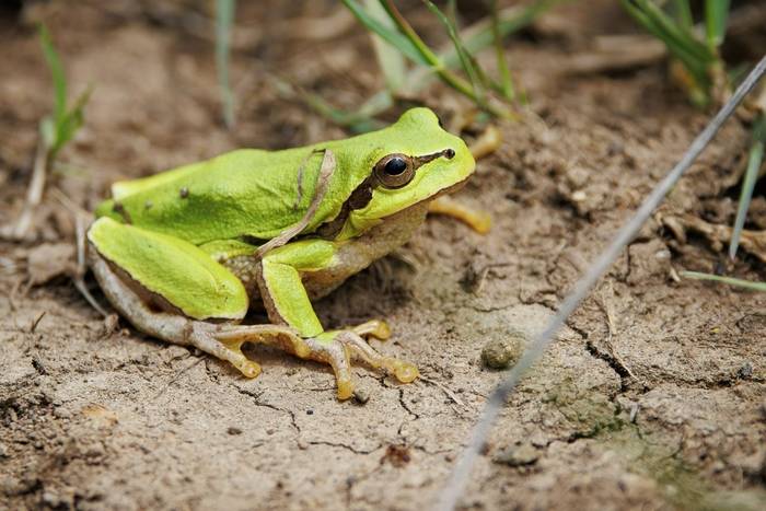 Eastern Tree Frog (Hyla orientalis) © Giorgi Natsvlishvili, May 2026
