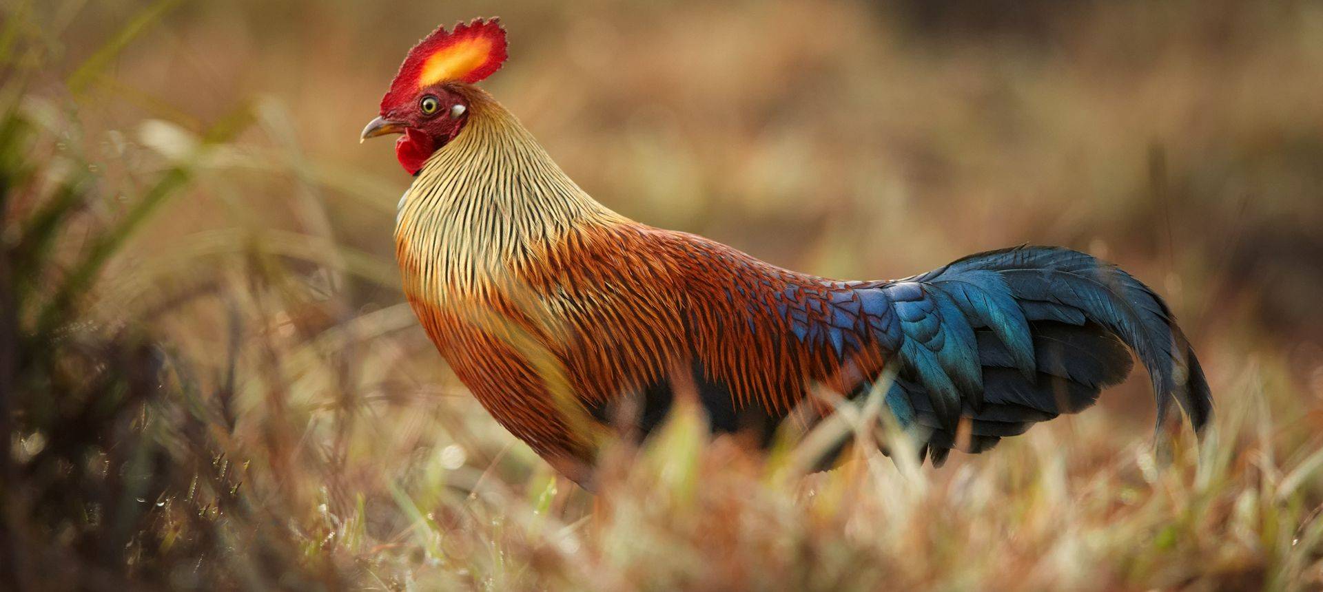 Sri Lanka Junglefowl Shutterstock 375260233