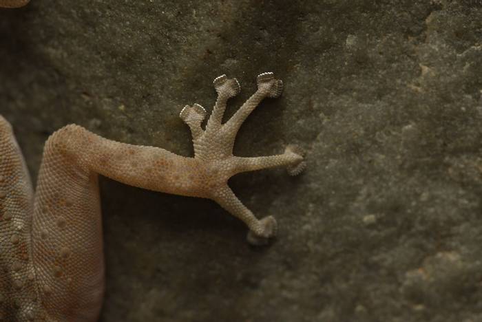 Ptyoactylus oudrii foot © Josh Phangurha