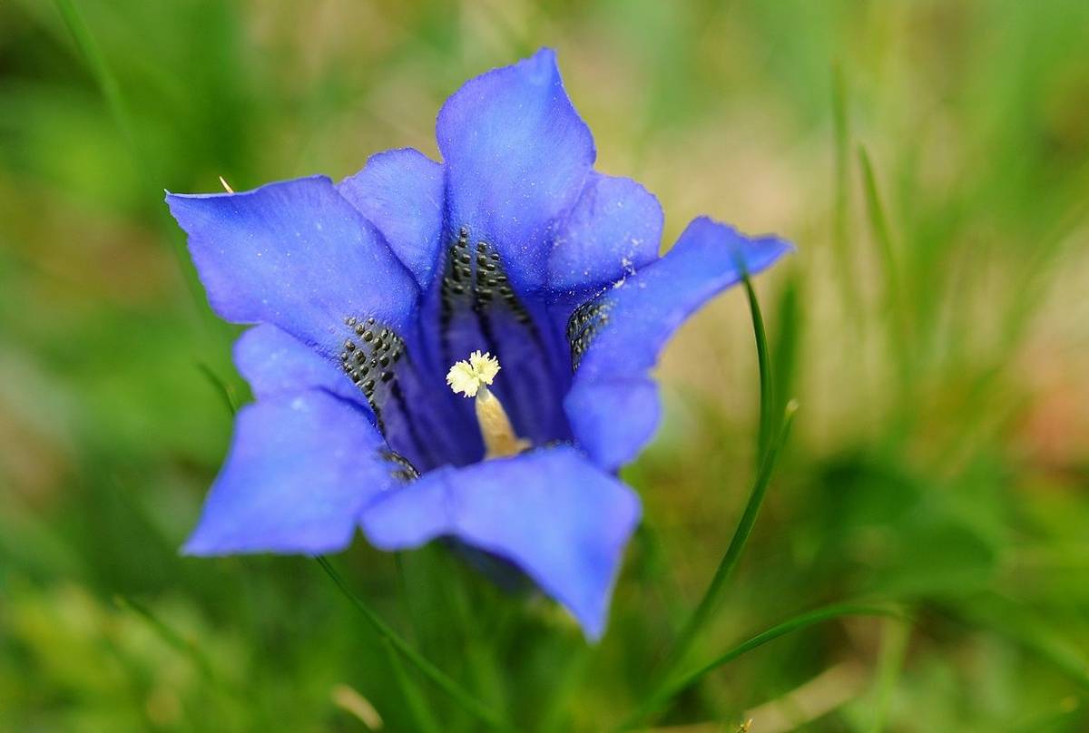 Trumpet-Gentian3.jpg