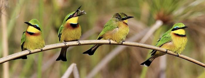 Little Bee-eaters © Neil Macleod