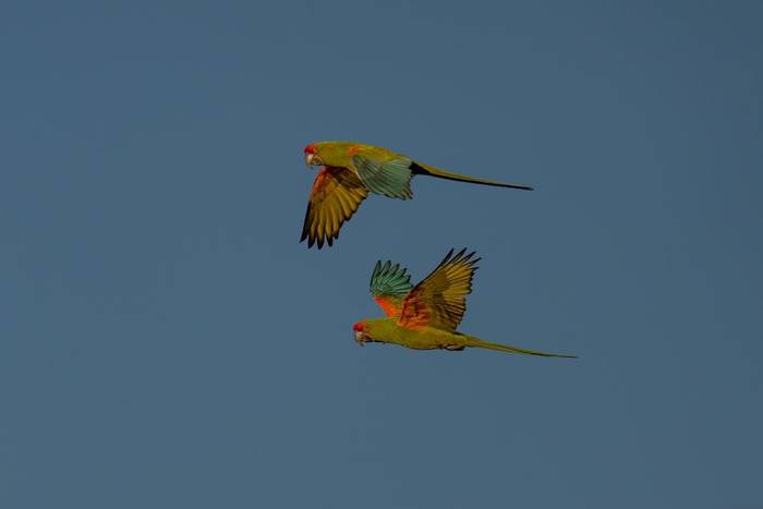 Red-fronted Macaw © Luis Panama, October 2025
