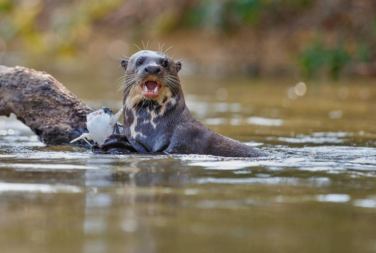 Giant Otter Shutterstock 527604211