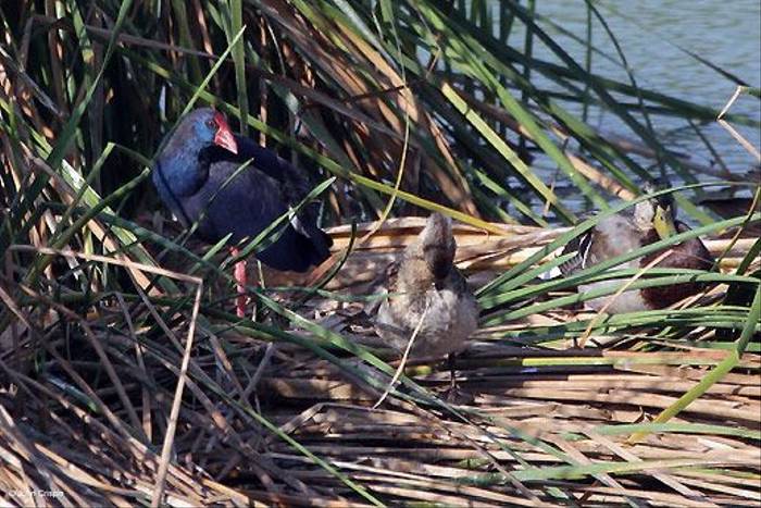 Purple Swamphen, Red-crested Pochard and Mallard (John Crispin)