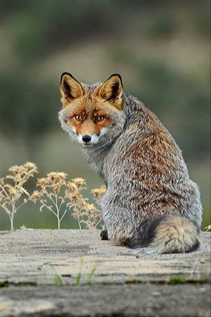 Red Fox (David Morris)