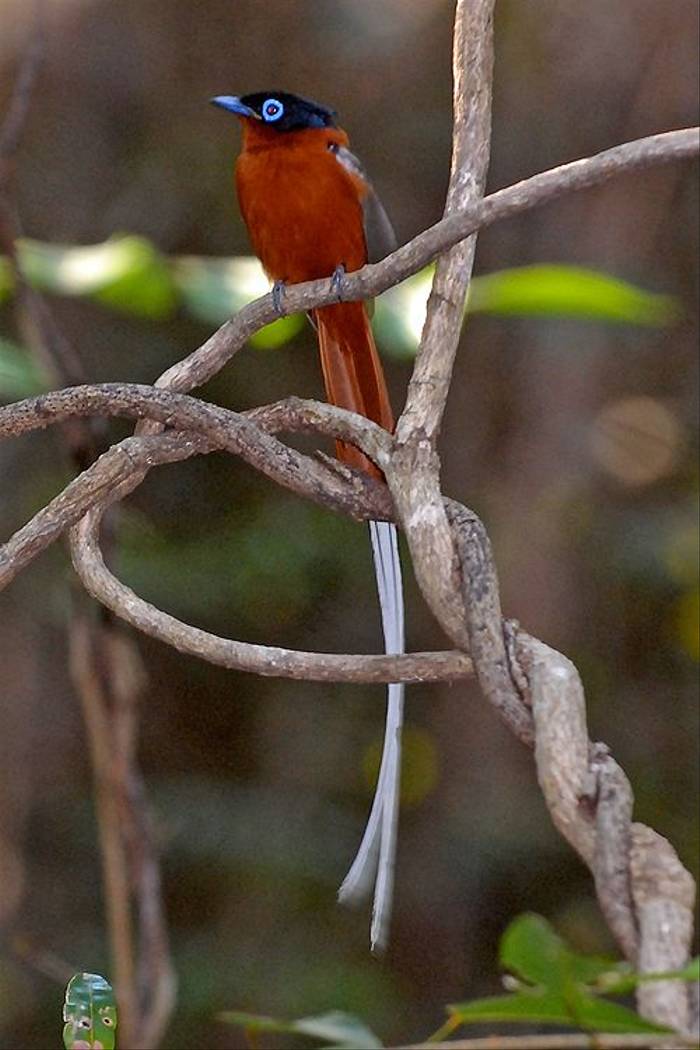 Madagascar Paradise Flycatcher (Cathy Harlow)