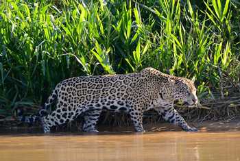 Jaguar (Stephen Woodham)