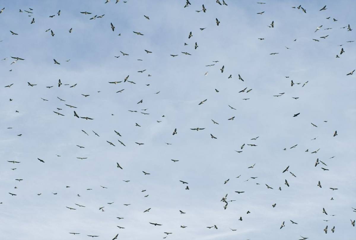 Flock of raptors migration over Panama, Panama shutterstock_110170178 crop.jpg