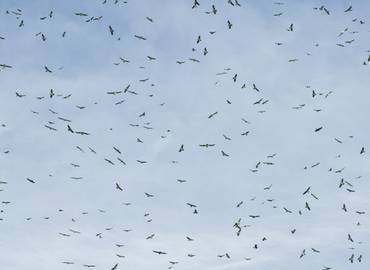 Costa Rica's Raptor Spectacular