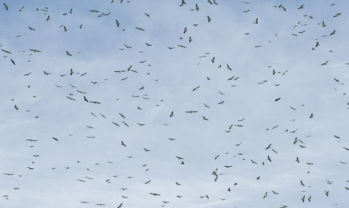 Flock of raptors migration over Panama, Panama shutterstock_110170178 crop.jpg