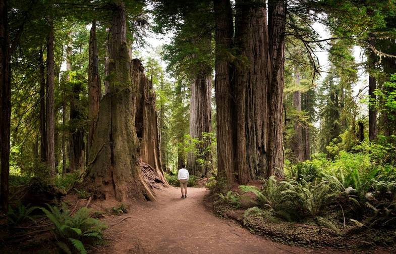 canyon ranch-woodside-california-man-standing-giant redwoods.jpg